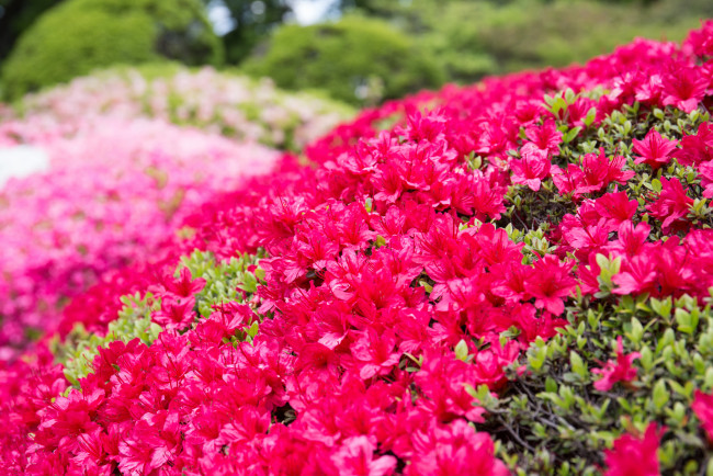 Обои картинки фото цветы, рододендроны , азалии, азалия, кустарник