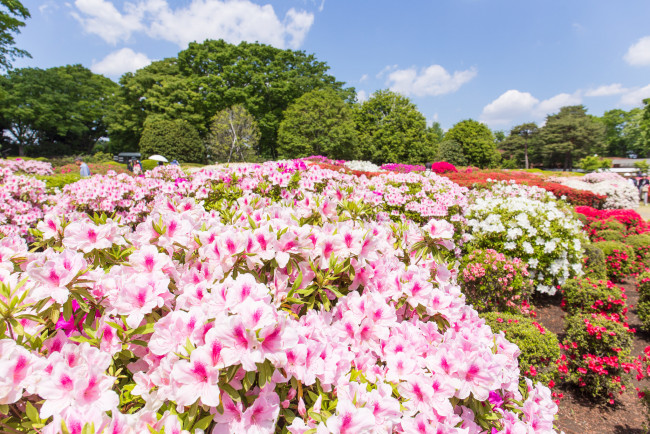 Обои картинки фото цветы, рододендроны , азалии, цветение, кусты, азалия