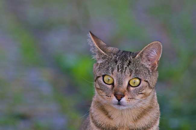 Обои картинки фото животные, коты, кот, коте, взгляд, полосатый