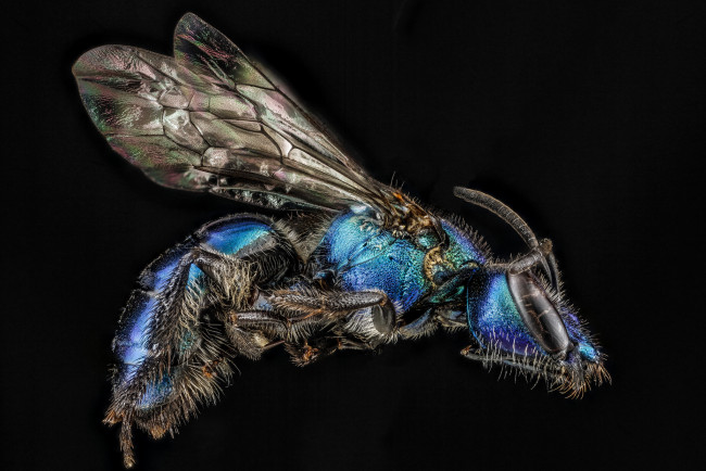 Обои картинки фото животные, пчелы,  осы,  шмели, макросъемка, насекомое