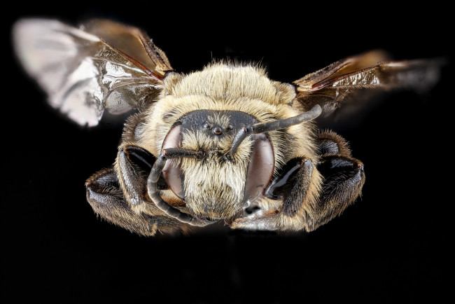 Обои картинки фото животные, пчелы,  осы,  шмели, макросъемка, насекомое