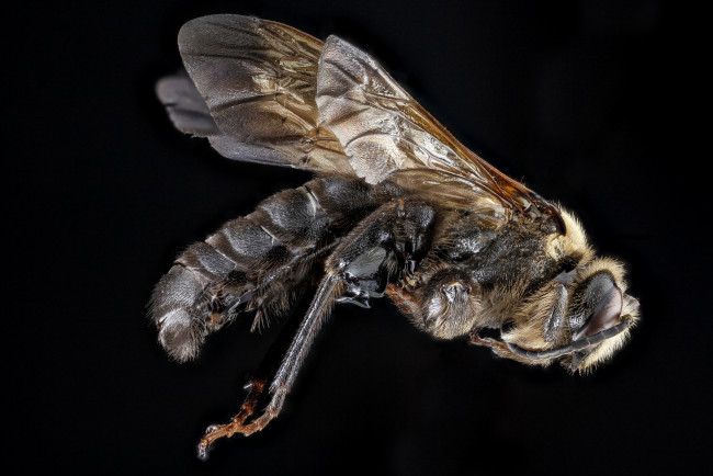 Обои картинки фото животные, пчелы,  осы,  шмели, макросъемка, насекомое