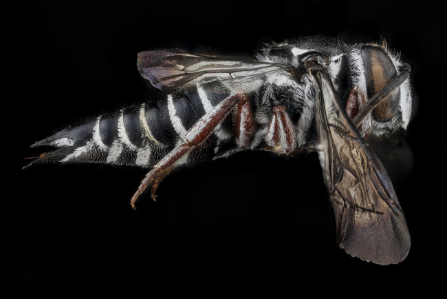 Обои картинки фото животные, пчелы,  осы,  шмели, макросъемка, насекомое