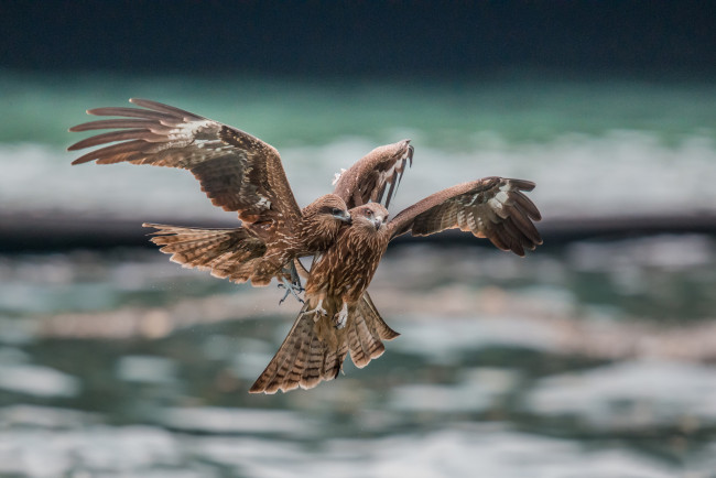 Обои картинки фото животные, птицы - хищники, птицы, хищники, ссора, в, полете