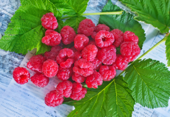 Обои картинки фото еда, малина, листики, малины, веточка