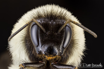 Картинка животные пчелы +осы +шмели фон макро портрет