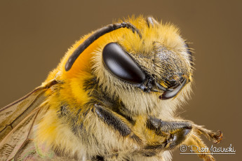 Картинка животные пчелы +осы +шмели фон макро портрет