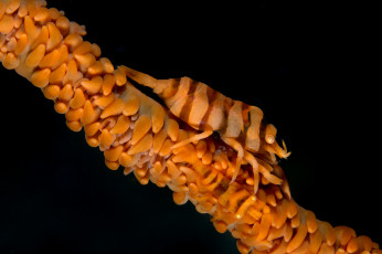 Картинка животные морская+фауна креветка фон