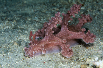 Картинка животные морская+фауна морской слизень