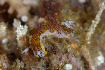 Картинка животные морская+фауна морской слизень