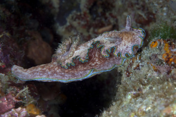 Картинка животные морская+фауна морской слизень