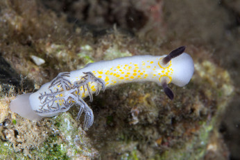 Картинка животные морская+фауна морской слизень