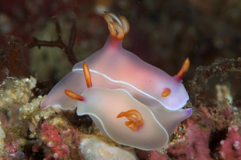 Картинка животные морская+фауна пара морские слизни