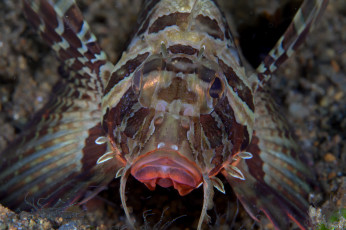 Картинка животные рыбы портрет рыба