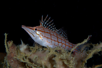 Картинка животные рыбы рыба