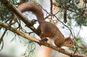 Картинка животные белки хвост зверек белка дерево рыжая