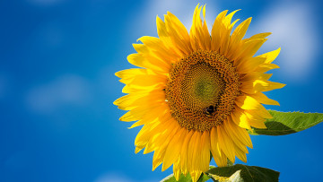 Картинка цветы подсолнухи подсолнух