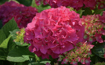Картинка цветы гортензия розовая яркая цветки куст