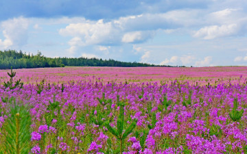 Картинка цветы луговые+ полевые +цветы луг лето облака небо