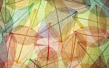 обоя векторная графика, природа , nature, autumn, leaves, transparent, abstract, colorful, листья, осенние, фон