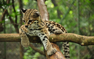 Картинка животные оцелоты ветки оцелот зоопарк
