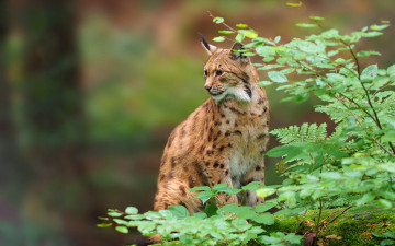 Картинка животные рыси ветки хищник дикая кошка рысь листья
