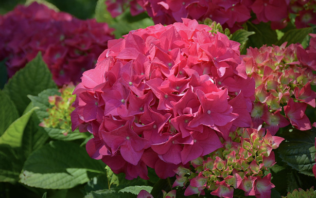 Обои картинки фото цветы, гортензия, розовая, яркая, цветки, куст