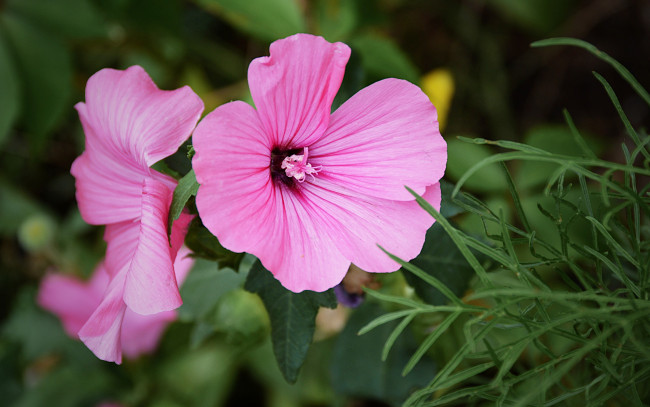 Обои картинки фото цветы, лаватера, цветок, розовый, ветка