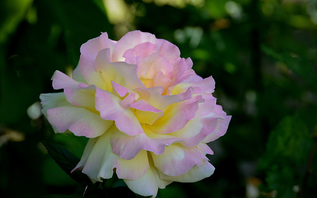 Обои картинки фото цветы, розы, роза, цветок, листья, лепестки, нежная