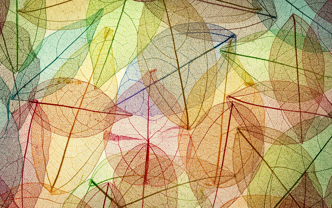 Обои картинки фото векторная графика, природа , nature, autumn, leaves, transparent, abstract, colorful, листья, осенние, фон