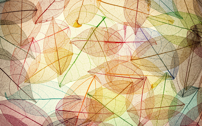 Обои картинки фото векторная графика, природа , nature, autumn, leaves, transparent, abstract, colorful, листья, осенние, фон