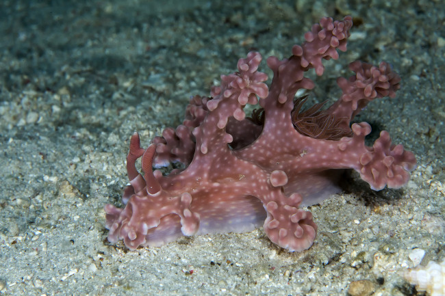 Обои картинки фото животные, морская фауна, морской, слизень