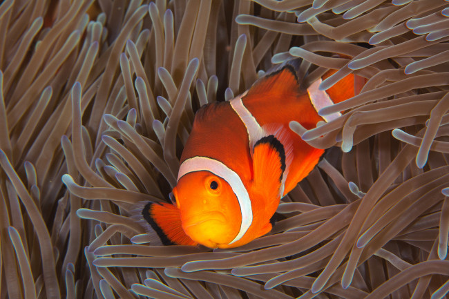 Обои картинки фото животные, рыбы, актиния, рыба-клоун