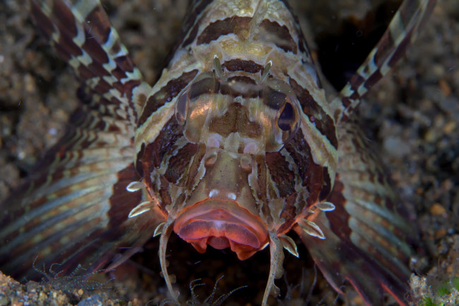 Обои картинки фото животные, рыбы, портрет, рыба