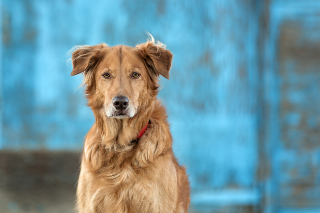 Обои картинки фото животные, собаки, собака, взгляд, друг