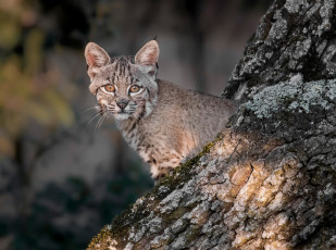 Картинка животные рыси детёныш сон малыш дерево рысь котёнок
