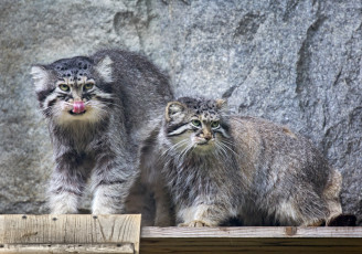 Картинка животные дикие+кошки дикие кошки живность животный мир звери зверь зоопарк кошачьи манул манулы млекопитающие московский пара