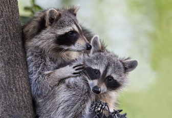 Картинка животные еноты парочка два енота