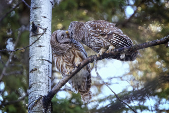 Картинка животные совы поцелуй парочка дерево птицы