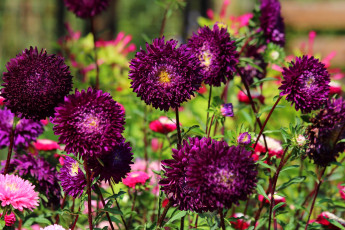 Картинка цветы астры астра красота дача цветение природа лето