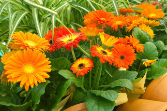 Картинка цветы герберы аптекарский огород выставка