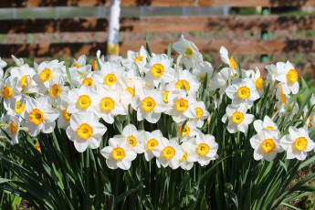 Картинка цветы нарциссы лепестки цветение