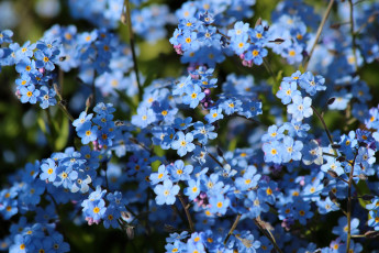 Картинка цветы незабудки природа май красота дача цветение весна