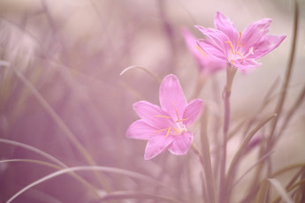 Картинка цветы зефирантесы дуэт макро зефирантес