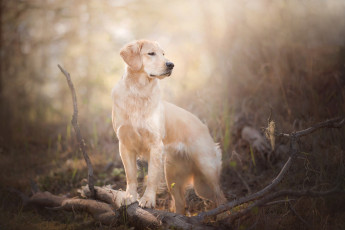 Картинка животные собаки боке собака ветки