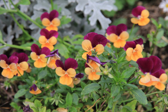 Картинка цветы анютины+глазки+ садовые+фиалки фиалки клумба флора