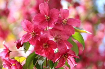 Картинка цветы цветущие+деревья+ +кустарники flowers яблони листья apple leaves branch ветка