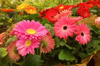 Картинка цветы герберы аптекарский огород выставка