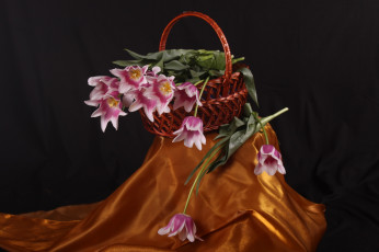 Картинка цветы тюльпаны весна золотое корзина красота ночь чёрное