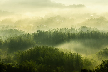 Картинка природа лес туман